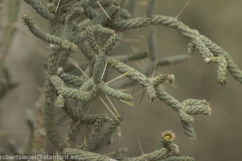 Desert Biogeography of Joshua Tree National Park